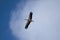 a white stork flies in the sky with its wings spread