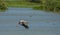 White Stork in flight over lagoon