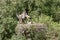 A white stork in flight reaches the young waiting in the nest