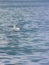 white stork flying across the water