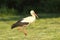 White stork foraging in the field