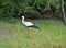 The white stork goes on the coast of the forest lake