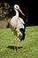 White stork on grass