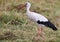 White stork in a grassland holding a dead mouse in its beak