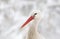 White stork head