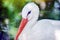 White Stork Head Closeup Portrait in Pond