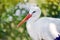 White Stork Head Closeup Portrait in Pond Side View