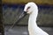 White stork head. Long beak of bird