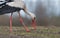 White stork holding a catched worm near a ground