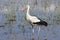 White Stork hunting