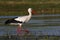 White stork hunting