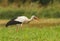 White stork hunting in the grass