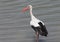 White stork hunts in the river