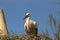 White stork in its nest in breeding season