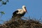 White stork in its nest in breeding season