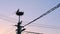 A white stork in its nest at the top of a nesting pole with power cables running beneath it. sunset colours visible in the sky