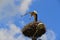 White stork landing