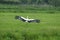 White Stork landing in field