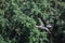 White Stork landing in front of Wood