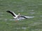 White stork landing in green wet field