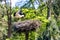 White stork landing on a nest