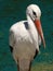 The white stork is a large bird in the stork family, Its plumage is mainly white, with black on the bird`s wings.