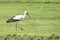 White stork looking for food in a meadow