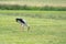 White stork looking for food in a meadow