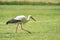 White stork looking for food in a meadow