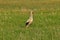 The white stork looking for food in the meadow. Long red legs and beak. Mowing the meadows