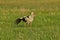 The white stork looking for food in the meadow. Long red legs and beak. Mowing the meadows