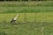 The white stork looking for food in the meadow. Long red legs and beak. Mowing the meadows