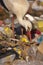 White stork looking in the garbage, Ciconia ciconia