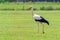 White stork looking at you in a meadow