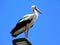 White stork in low angle closeup view. majestic migratory wading bird.