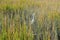 White Stork Marsh Tall Green Grass