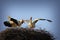 White stork mating ritual