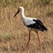 White Stork on a meadow in Southern Portugal