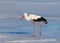 White Stork in the middle of the european winter (11 january)
