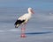 White Stork in the middle of the european winter (11 january)