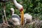 White stork mycteria cinerea feeding chicks.