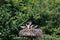 White stork in a nest