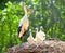 White stork nest