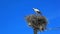 White stork on nest