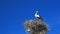 White stork on nest