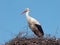 White Stork in the nest (Ciconia ciconia)