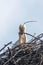 White stork nest Ciconia Ciconia Close up