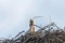 White stork nest Ciconia Ciconia Close up