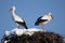 White Stork in nest, Ciconia ciconia, Guadarrama National Park