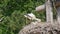 White stork in a nest in nature France, Alsace. Little storks, cubs in the nest